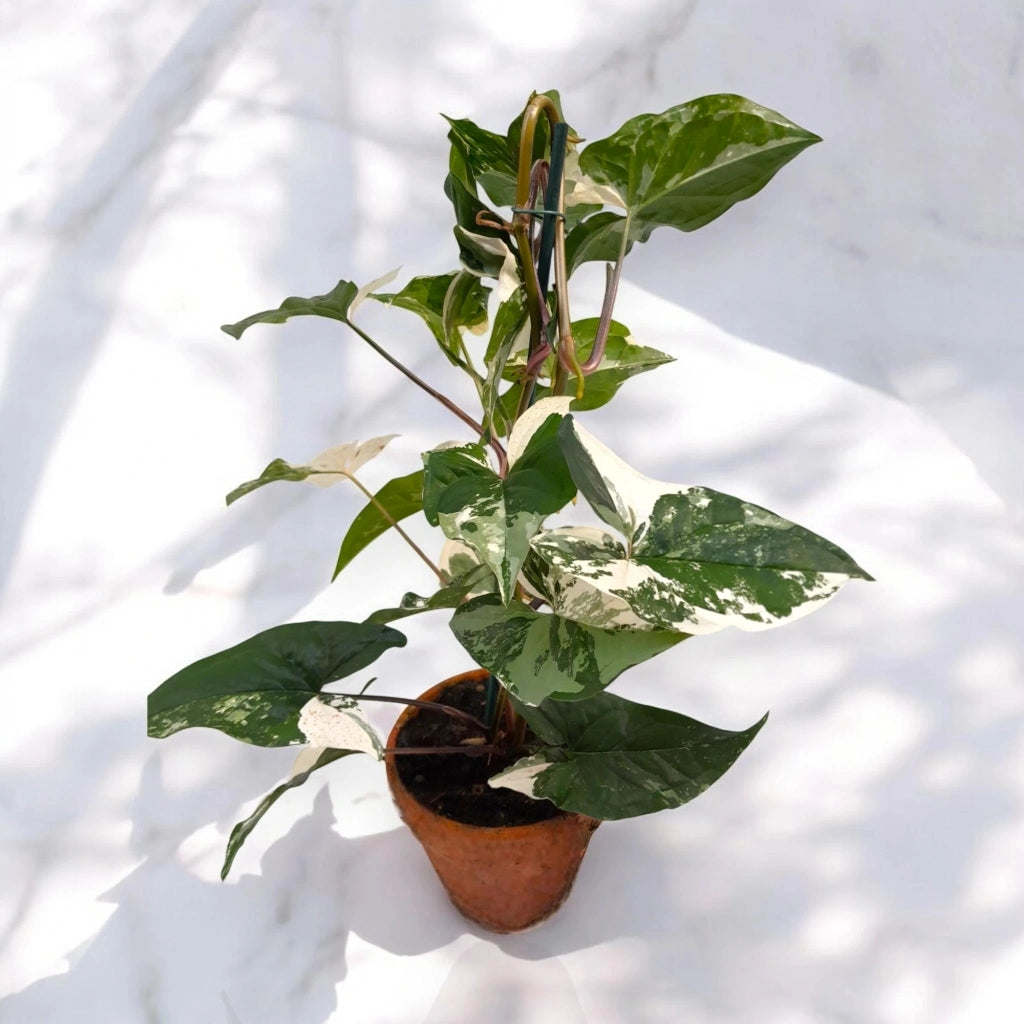 Gardenaria Syngonium variegata 'Alba' - Pianta da interno ornamentale Altezza: 40 cm (vaso 13)