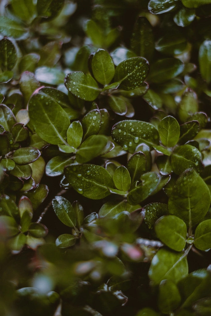 COPROSMA PACIFIC DAWN VASO 24