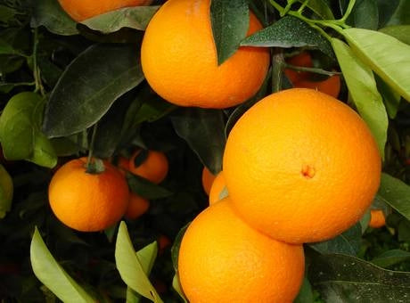 Pianta di Arancio Washington Navel in vaso foto reali 3 anni