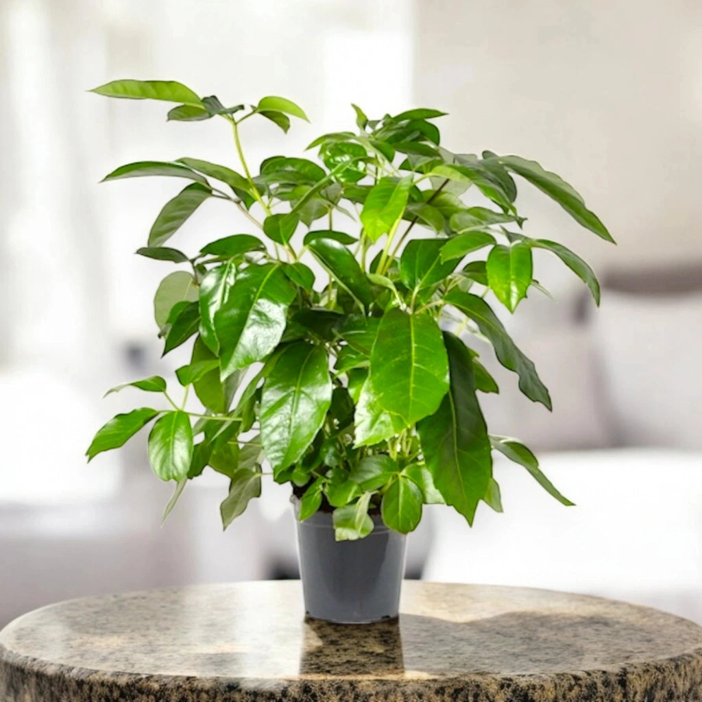 Gardenaria Schefflera actinophylla 'Amate' - Pianta da interno ornamentale Altezza: 70 cm (vaso 19)