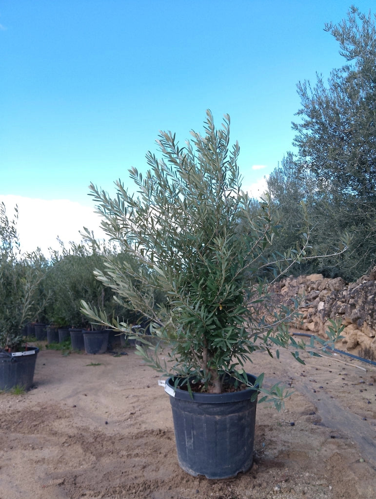 OLEA EUROPAEA CESP.45 CIPRESSINO Lt.35