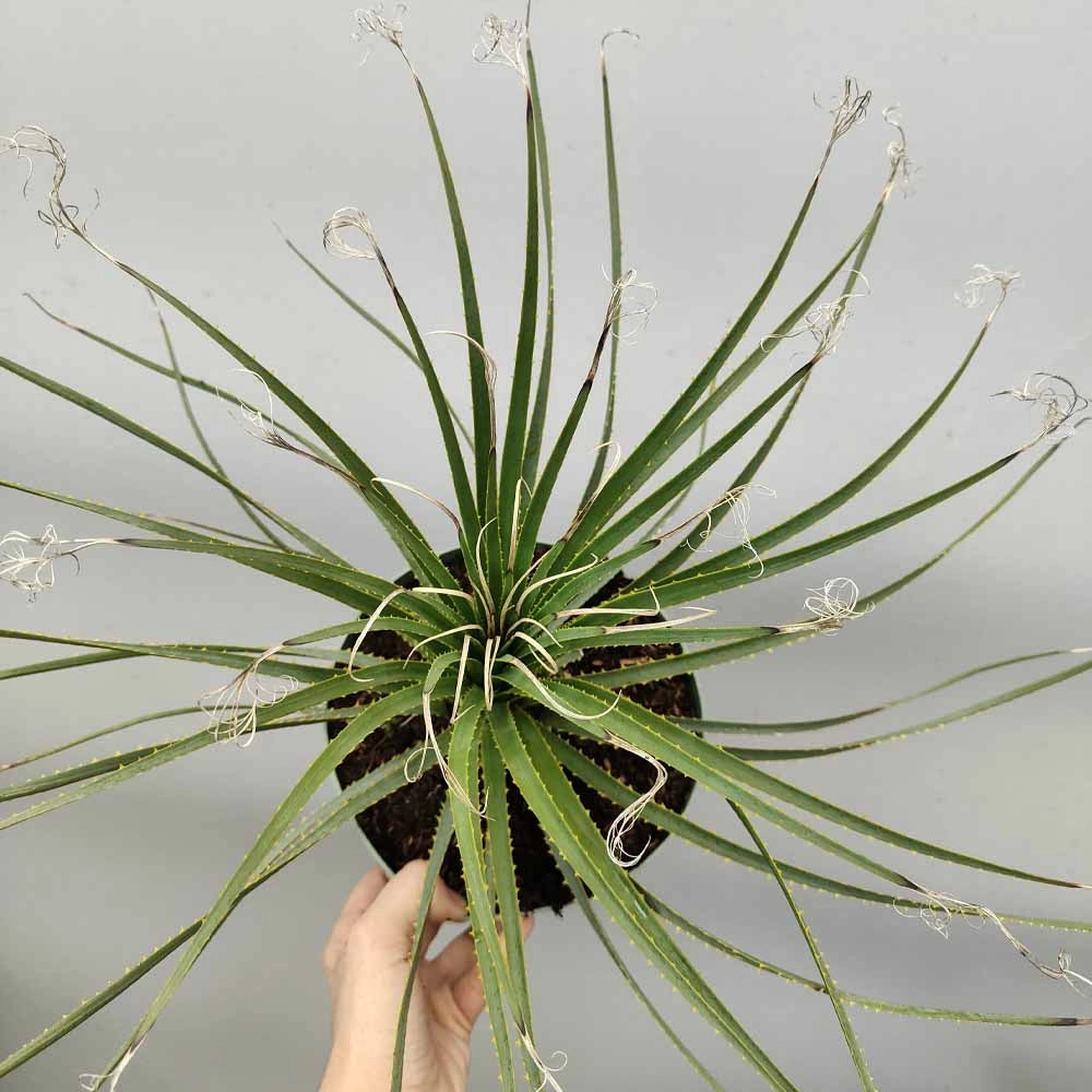 Dasylirion wheeleri – Pianta ornamentale resistente