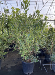 Gardenaria Pittosporo - Pittosporum tobira - Arbusto ornamentale da giardino Altezza: 35/45 cm (vaso 18)