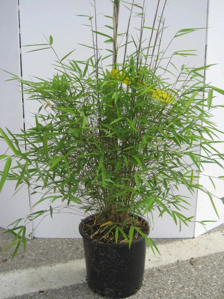 Gardenaria Fargesia - Fargesia angustissima - Bambù ornamentale da esterno Altezza: 50/80 cm (vaso 18)