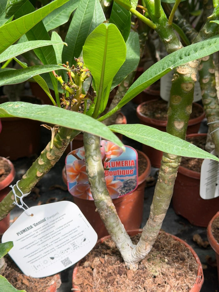 "Frangipani" Plumeria Boutique in vaso 20 cm H60 – Pianta tropicale dai fiori profumati