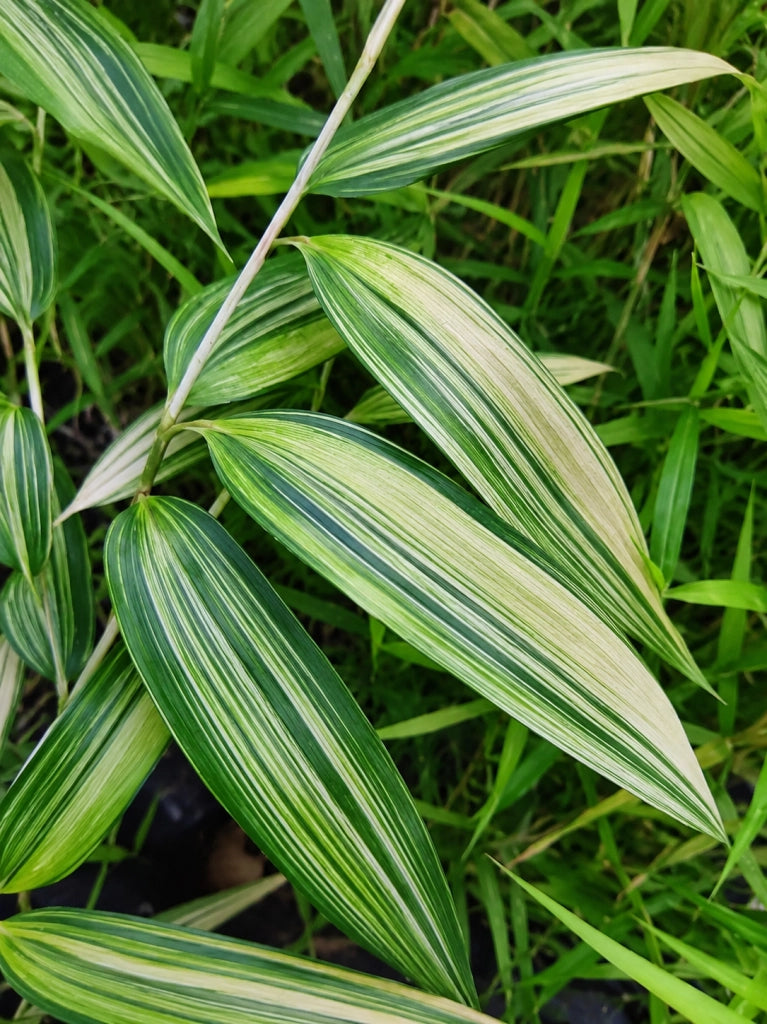 Gardenaria Bambù Foglia Larga Variegato (Metake) - Pseudosasa japonica 'Variegata' - Bambù ornamentale da esterno Altezza: 125/150 cm (vaso28)