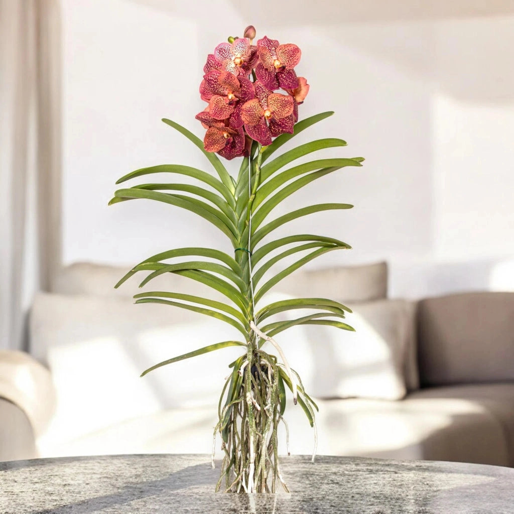Gardenaria Vanda 'Leopard Coral' - Pianta da interno ornamentale Altezza: 80 cm (vaso 15)