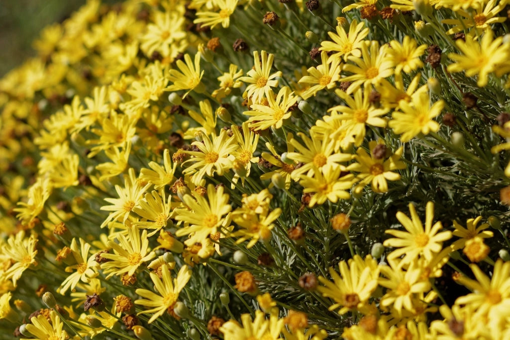 EURYOPS PECTINATUS (MARGHERITA GIALLA) VASO 24