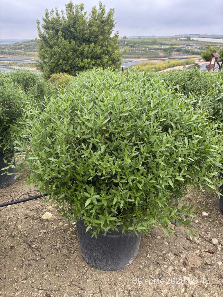 PHILLYREA ANGUSTIFOLIA PALLA 60 Lt.70