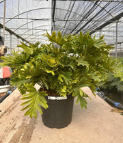 PHILODENDRON SELLOUM SHANGRI-LA VASO 50