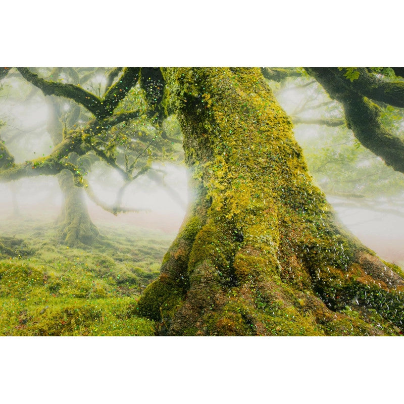 Stampa Su Tela Laccata Con Cornice Foresta cm 90x4x60