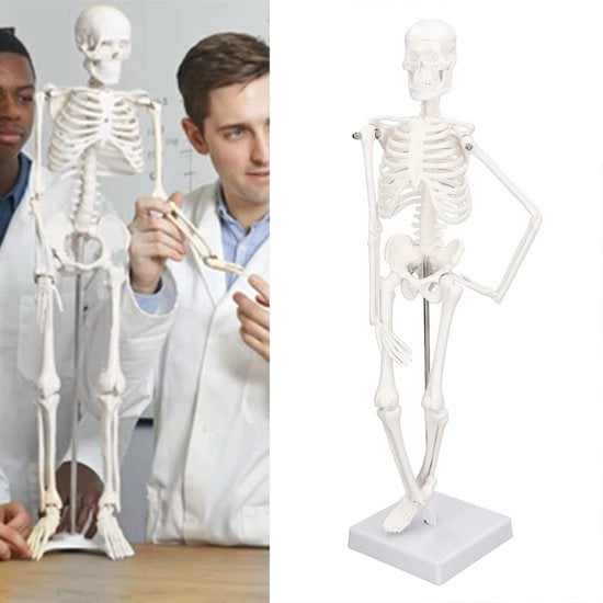 Scheletro Umano da 45 cm - Scheletro Anatomico - Arti/Basi Mobili - Scheletro in PVC - Educazione Medica - Compreso Supporto di Sostegno