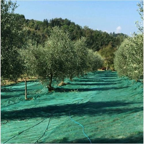 Telo Antispina Rete per raccolta Olive 10x10 mt - 90 gr/mq con Apertura Centrale Colore Verde con Angoli Rinforzati