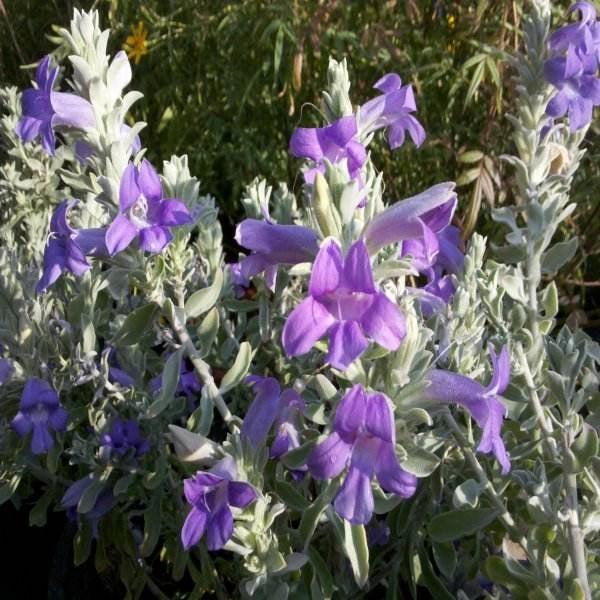 Pianta di Eremophila Nivea vaso 17cm foto reali
