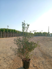OLEA EUROPAEA CESP.40 CIPRESSINO