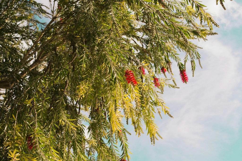 CALLISTEMON CAPTAIN COOK (PIANTA SCOVOLINO) VASO 18