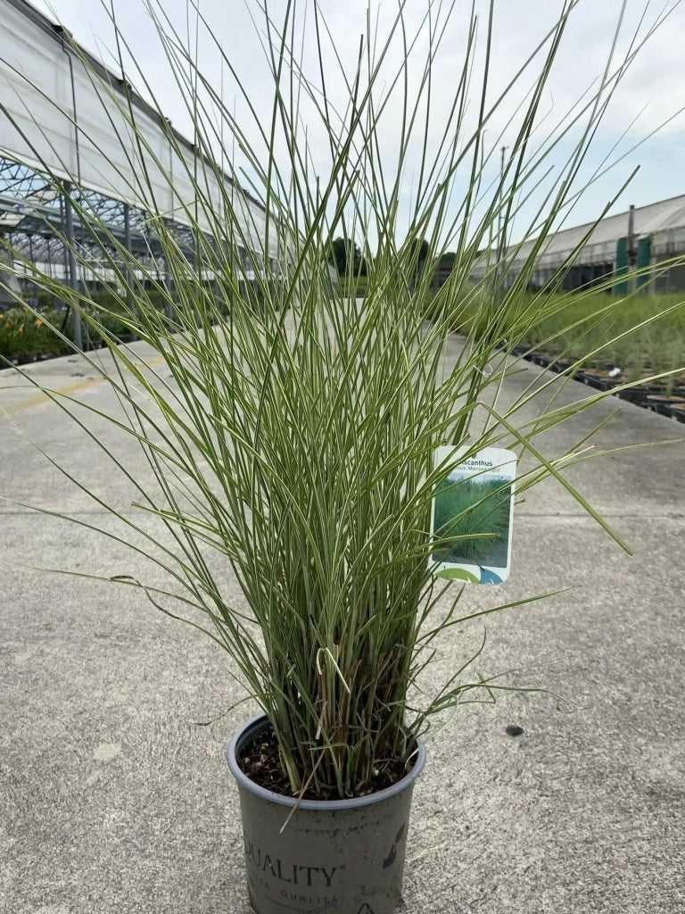 Gardenaria Miscanthus sinensis 'Morning Light' - Graminacea ornamentale da esterno Altezza: 60 cm (vaso 17)