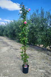 ROSA RAMP. VASO 24 H.210 PIERRE DE RONSARD