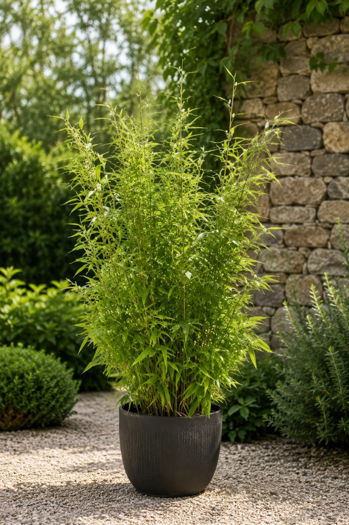 Gardenaria Fargesia Jumbo - Fargesia murielae 'Jumbo' - Bambù ornamentale da esterno Altezza: 125/175 cm (vaso28)