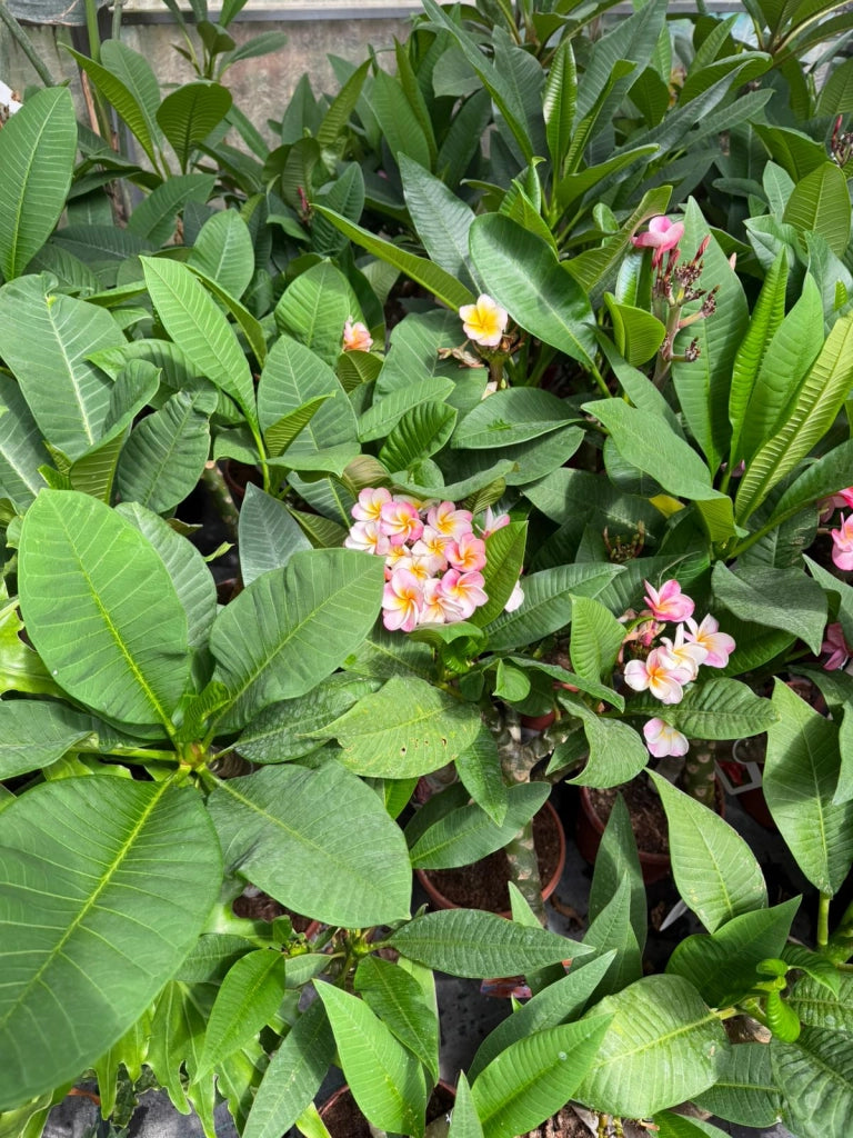 "Frangipani" Plumeria Gina vaso 20 cm H60 – Pianta tropicale ornamentale profumata