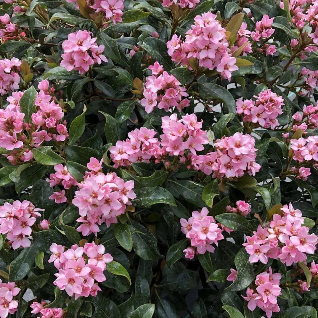 Gardenaria Raphiolepis 'Springtime' - Arbusto ornamentale da giardino Altezza: 60 cm (vaso 24)