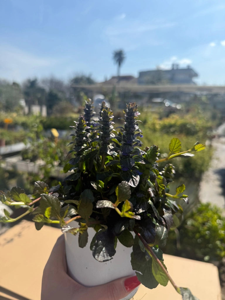 Ajuga vaso 14 cm – Pianta tappezzante con fogliame decorativo e fioritura