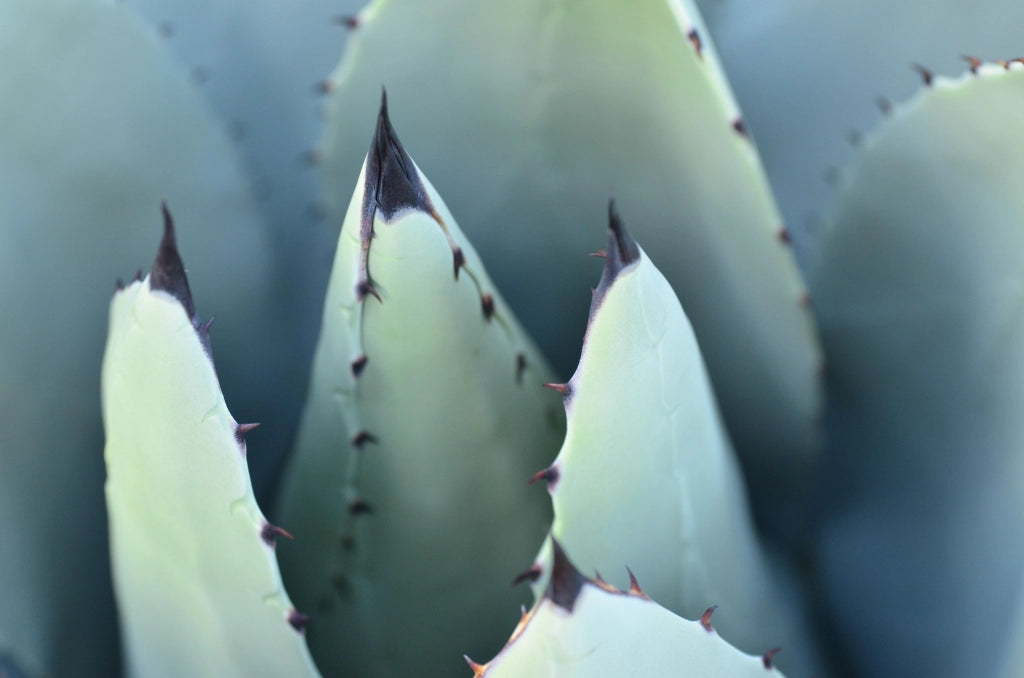 AGAVE AMERICANA VASO 40