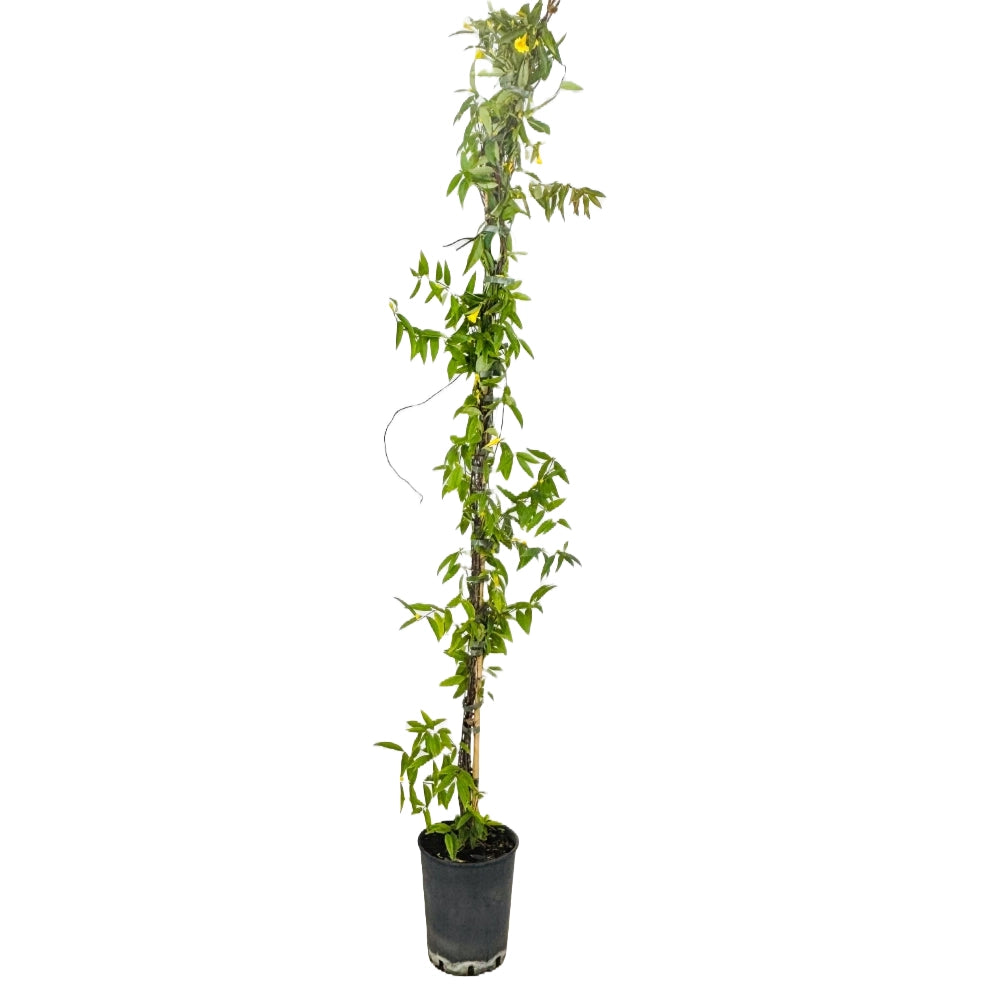 Pianta Gelsomino della California FIORE GIALLO PROFUMO ramp. H130 in vaso 18 cm