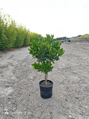 LIGUSTRUM TEXANUM CESP.24