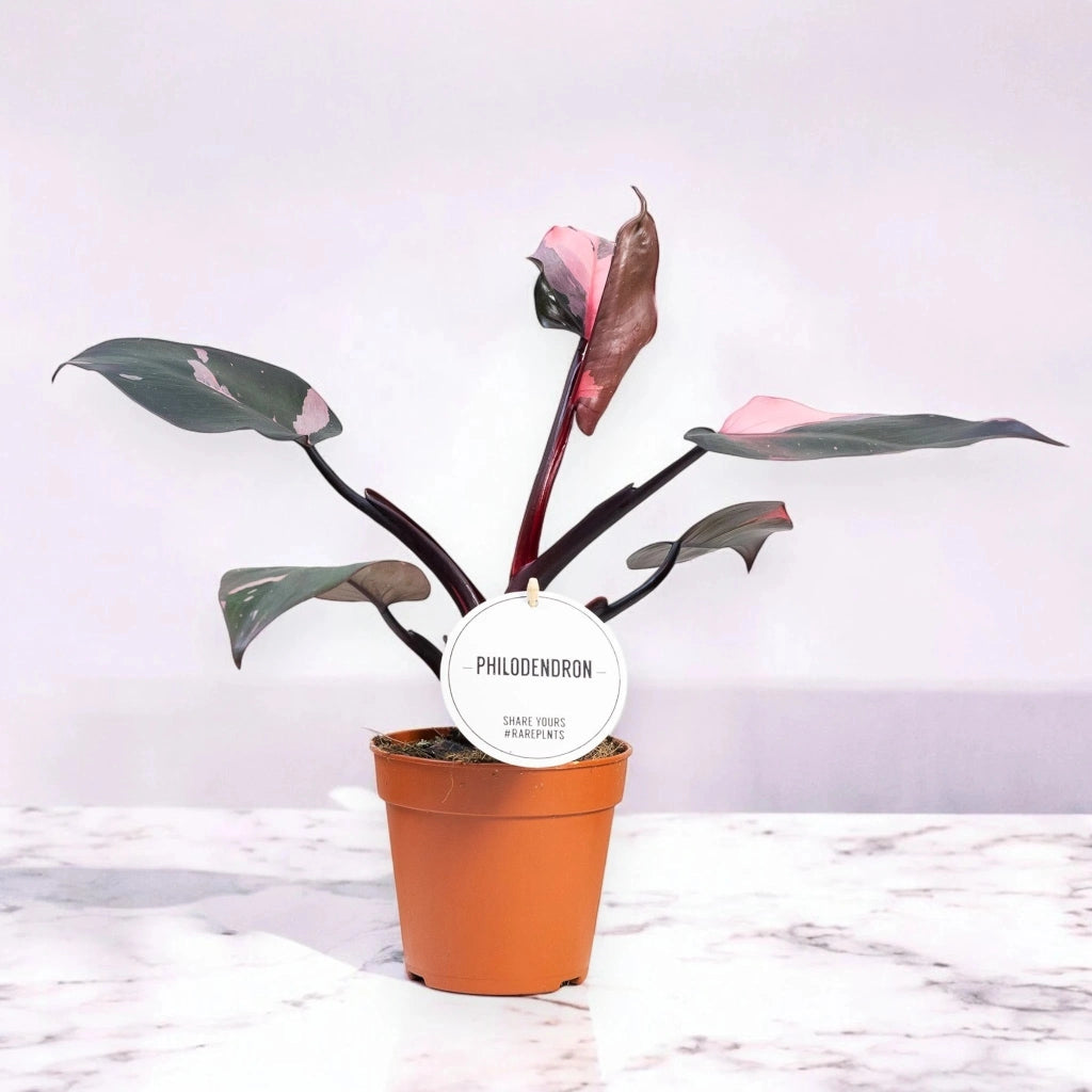 Gardenaria Philodendron 'Burgundy Prince' - Pianta da interno ornamentale Altezza: 25 cm (vaso 12)