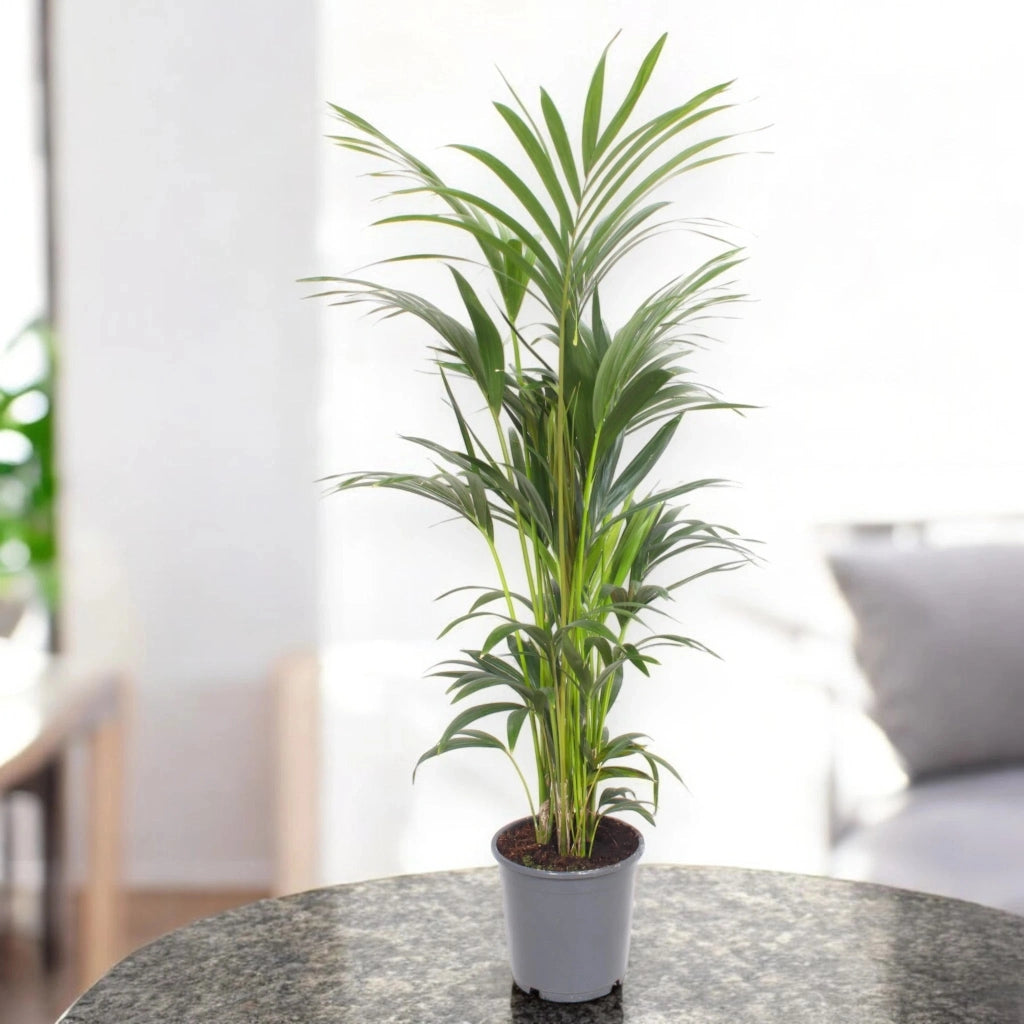 Gardenaria Howea forsteriana (Kentia) - Pianta da interno ornamentale Altezza: 80 cm (vaso 17)