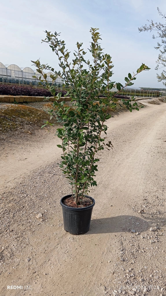 QUERCUS ILEX CESP.30 Lt.15