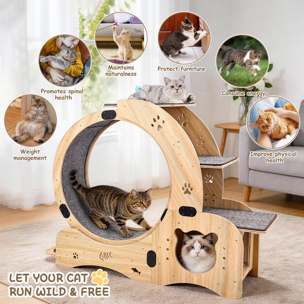 Ruota per gatti 6 in 1, ruota per esercizi per gatti, ruota per esercizi per gatti da interno migliorata, tapis roulant per gatti di grandi dimensioni