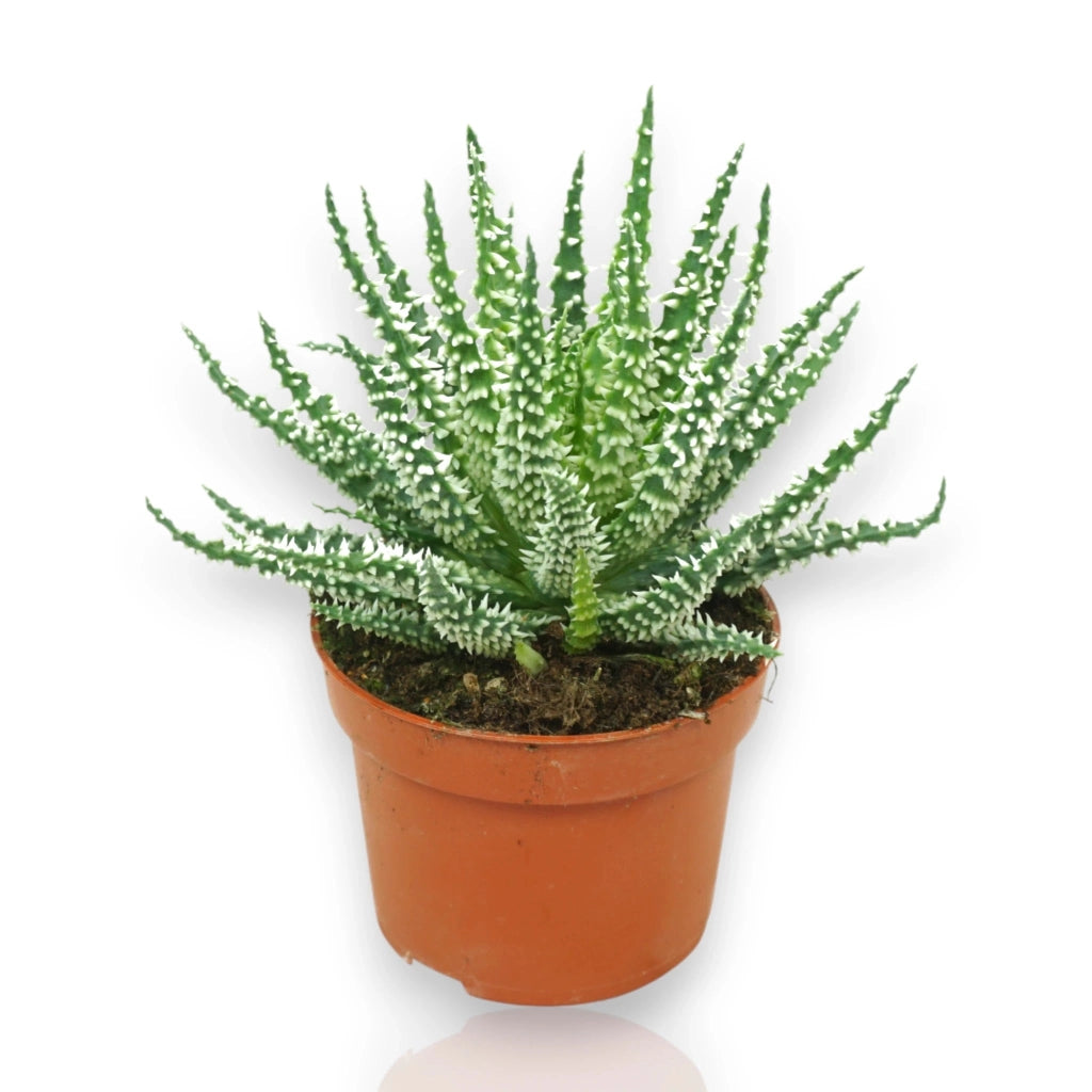 Gardenaria Aloe humilis - Pianta da interno ornamentale Altezza: 18 cm (vaso 10)