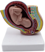 Modello Anatomico della Pancia Femminile - 9 Mesi di Gravidanza - Modello di Gravidanza - Struttura Chiara - Modello Anatomico per Ricerche Scientifiche