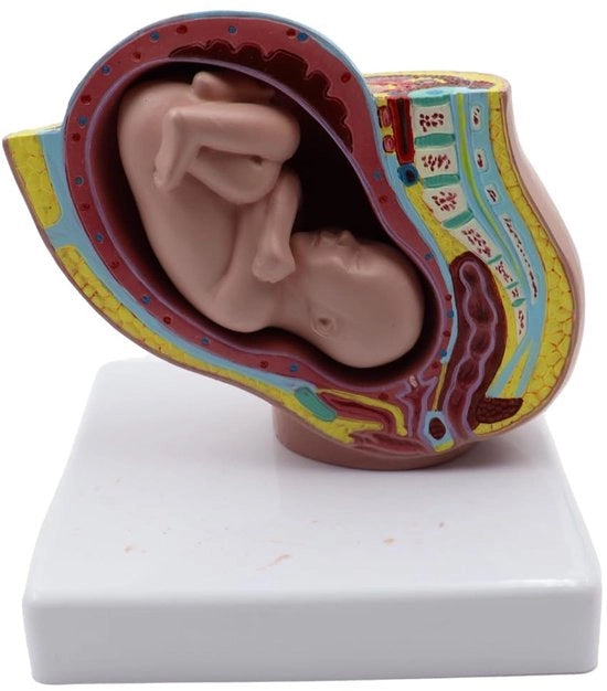 Modello Anatomico della Pancia Femminile - 9 Mesi di Gravidanza - Modello di Gravidanza - Struttura Chiara - Modello Anatomico per Ricerche Scientifiche