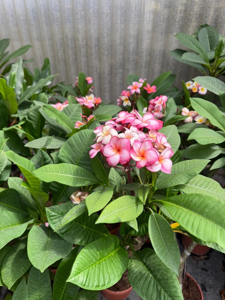 "Frangipani" Plumeria Jackie vaso 20 cm H60 – Pianta tropicale dai fiori profumati