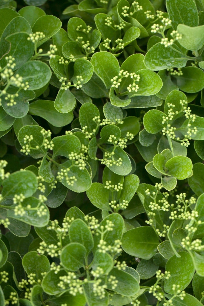 EUONYMUS BRAVO COMPACTA (EVONIMO) VASO 18