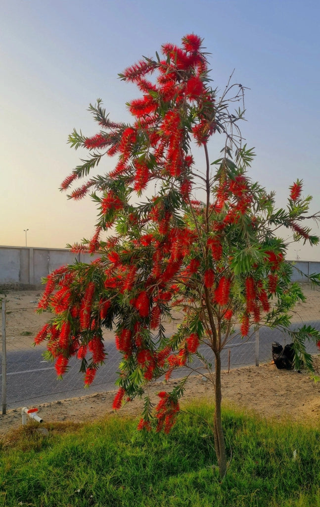 CALLISTEMON CAPTAIN COOK (PIANTA SCOVOLINO) VASO 18