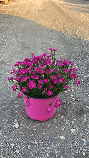 DIANTHUS KAORI (GAROFANO) VASO 18