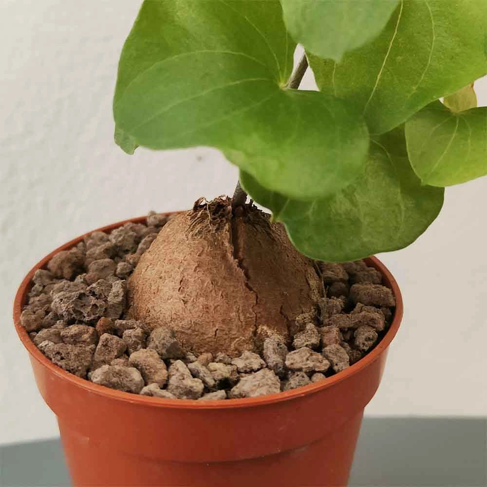 Testudinaria in vaso 8,5 cm, pianta caudiciforme rara e decorativa
