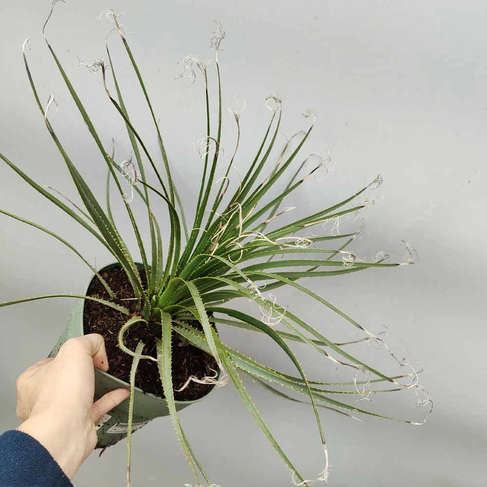 Dasylirion wheeleri – Pianta ornamentale resistente