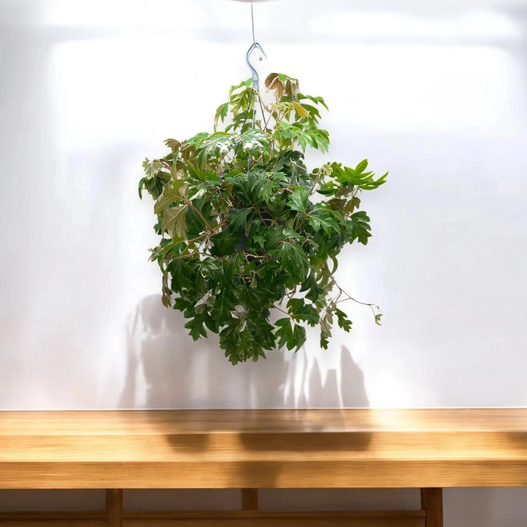 Gardenaria Cissus rhombifolia 'Ellen Danica' - Pianta da interno ornamentale Altezza: 45 cm (vaso 19)