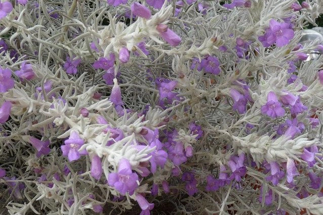 Pianta di Eremophila Nivea vaso 17cm foto reali