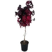 Pianta Albero di LIQUIDAMBAR STYRACIFLUA GUMBALL h60cm vaso18 FOTO REALE