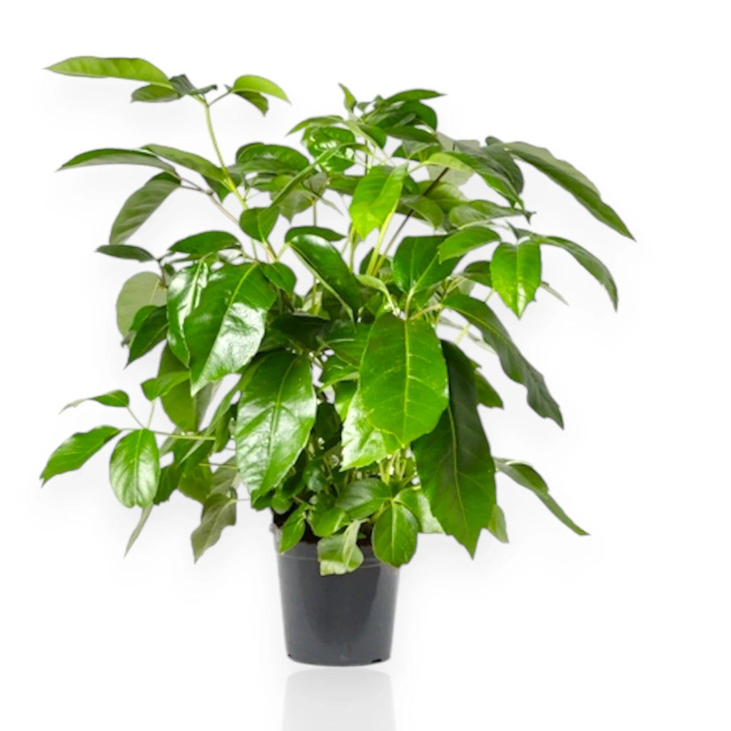 Gardenaria Schefflera actinophylla 'Amate' - Pianta da interno ornamentale Altezza: 70 cm (vaso 19)