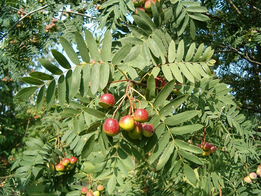 Sorbo domestico albero da frutto della famiglia delle Rosacee sorbole