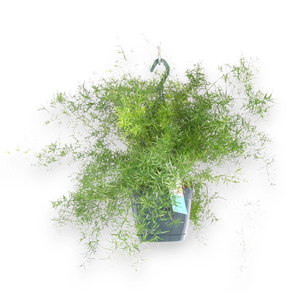 Gardenaria Asparagus densiflorus 'Sprengeri' - Pianta da interno ornamentale Altezza: 35 cm (vaso 17)
