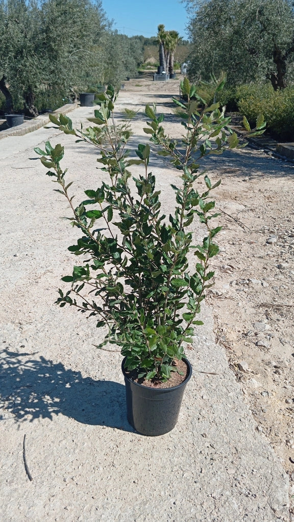 QUERCUS ILEX CESP.24 Lt.6.5