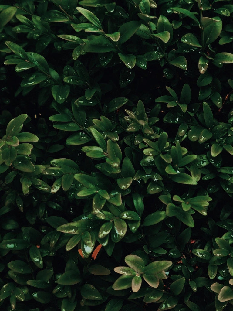 BUXUS SEMPERVIRENS (BOSSO COMUNE) VARIEGATO VASO 24